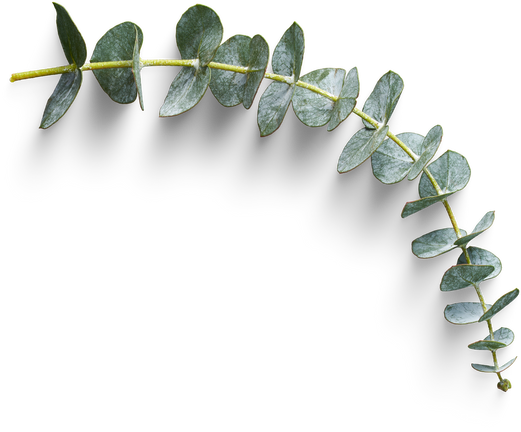 Eucalyptus Leaves Cutout