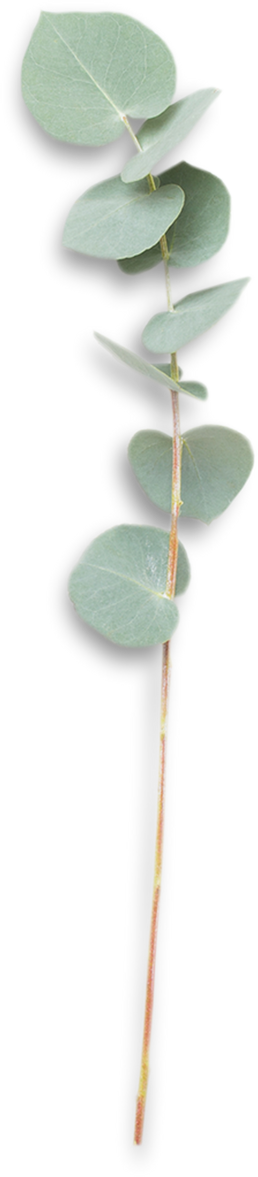 Eucalyptus Plant Branch
